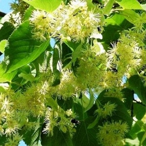 Опилки липовые оптом в Пскове от завода-производителя Лигнум Ресурс